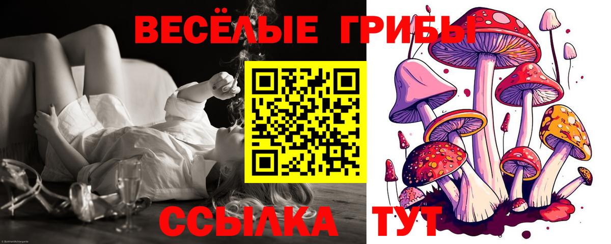 Псилоцибиновые грибы Psilocybine cubensis Ессентуки